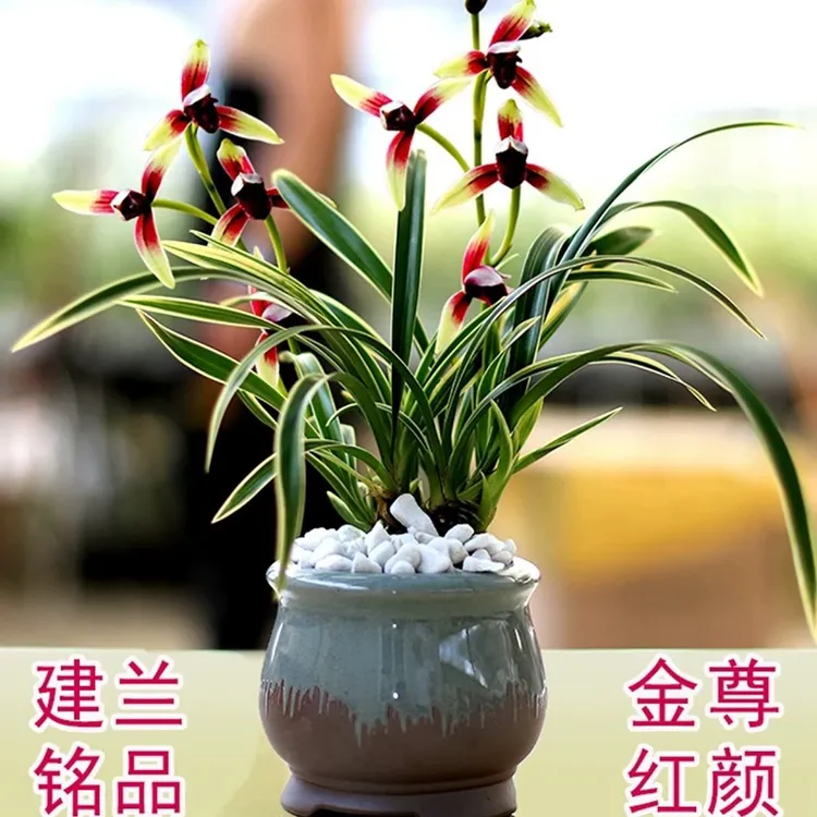 有香味的兰花苗建兰金尊红颜四季兰金边室内阳台花卉盆栽绿植观叶