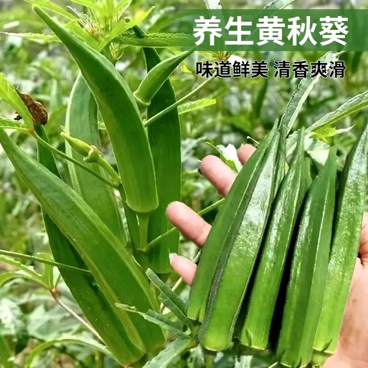 黄秋葵种子种籽苗高产水果四季盆栽红蔬菜孑菜种带土秧菜籽大全