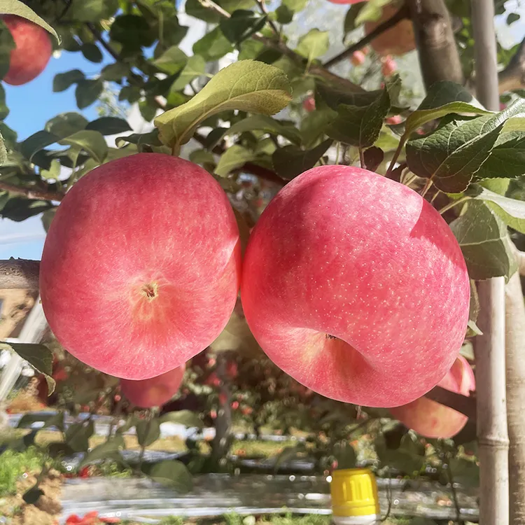 陕西洛川秦脆苹果当季水果6-20枚皮薄汁水多脆甜礼盒包邮2025新果