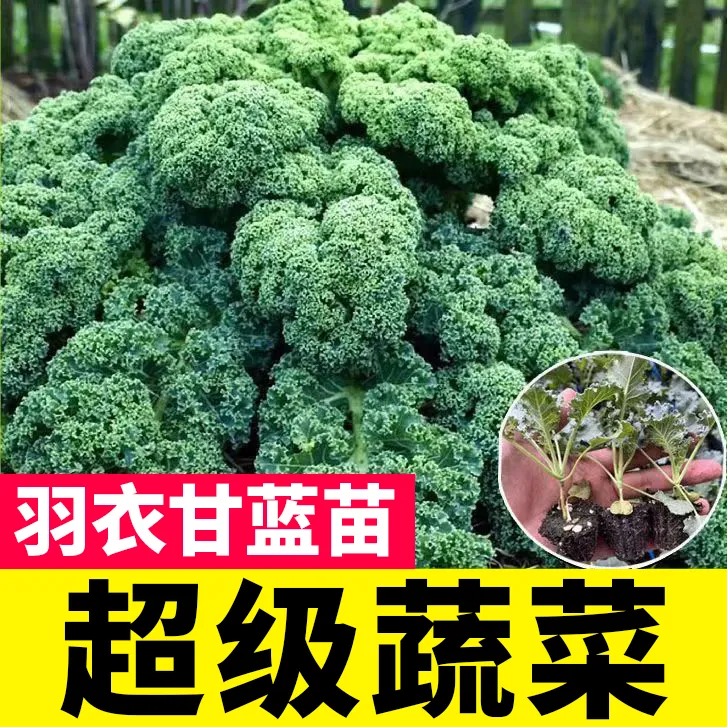 羽衣甘蓝苗秧带土发货种子耐寒可食用观赏四季盆栽阳台小院种植