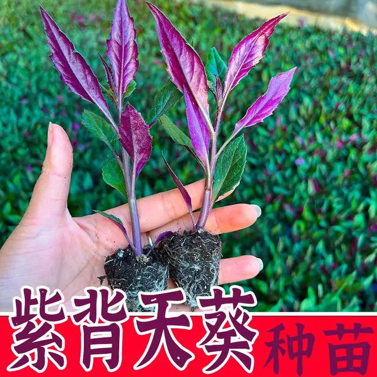紫背天葵可食用紫背菜苗秧血皮菜观音菜种苗红凤菜苗四季种植盆栽