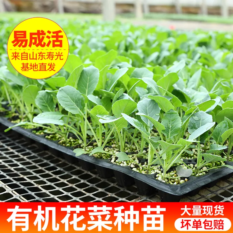 苗子秧苗青梗花椰菜种苗种西蓝花苗春秋蔬菜苗子四季种植松花菜苗