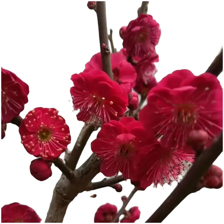 原生绿梅红须朱砂梅梅花盆景地栽庭院植物花卉绿植冬季开花龙游梅
