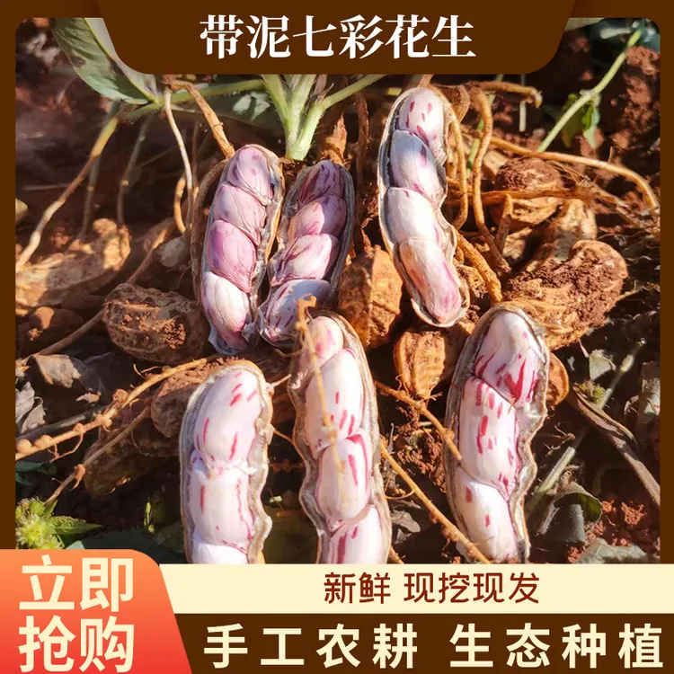 云南新鲜七彩带壳湿花生现挖甘甜可口