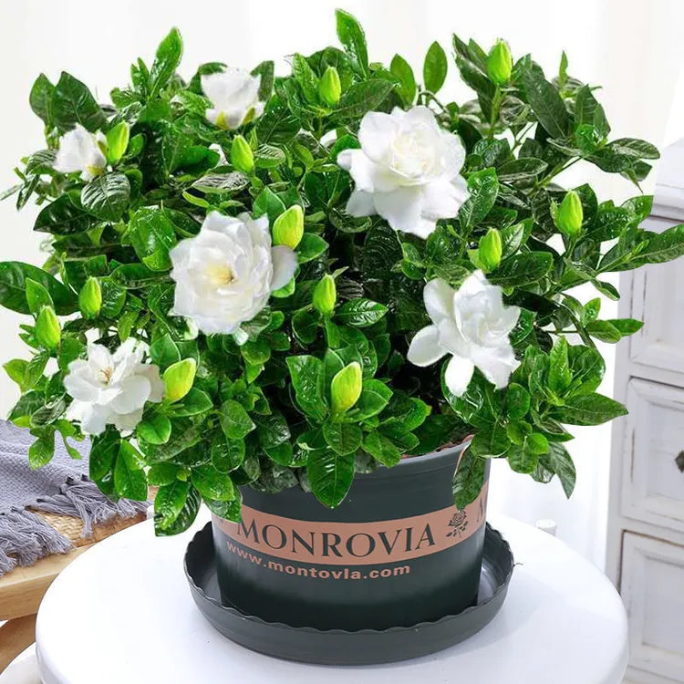 小叶栀子花盆栽浓香型室内花卉水培绿植好养花卉绿植盆栽