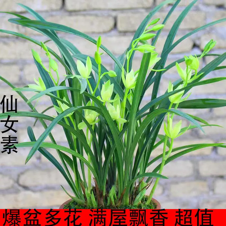 基地清场特价绿化超香带花苞仙女素浓香四季素花兰花苗盆栽花卉