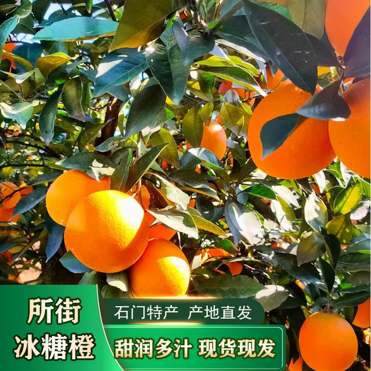 心想是橙-湖南锦红冰糖橙酸甜适中脆嫩化渣