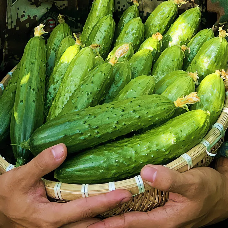 东北旱黄瓜产地脆嫩洋黄瓜整箱小青瓜农家水果黄瓜生吃荷兰小黄瓜