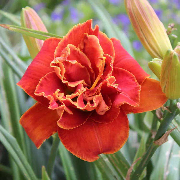 【美遇花园】重瓣萱草摩西之火 火红色