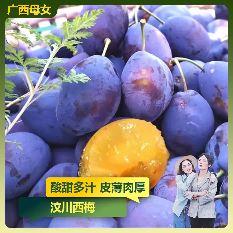 【汶川西梅】四川高山西梅新鲜水果3斤/5斤 G