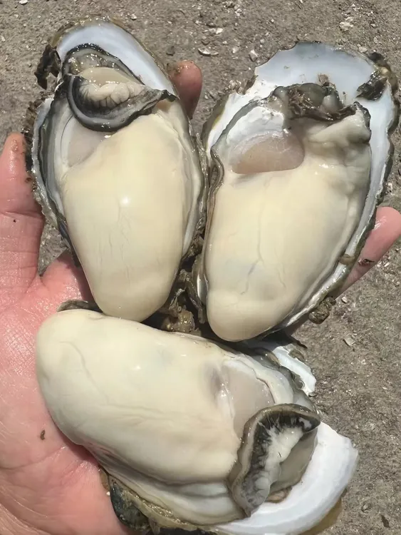 （二弟专属）三倍体生蚝5斤装包活包肥（16只左右）