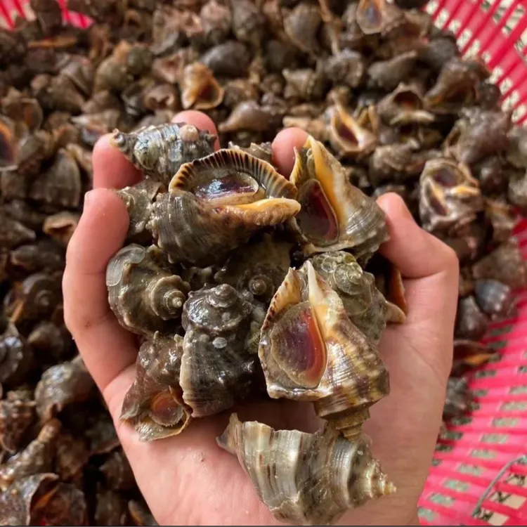 连云港小海螺当天捕捞3斤（每斤25只左右）顺丰包活