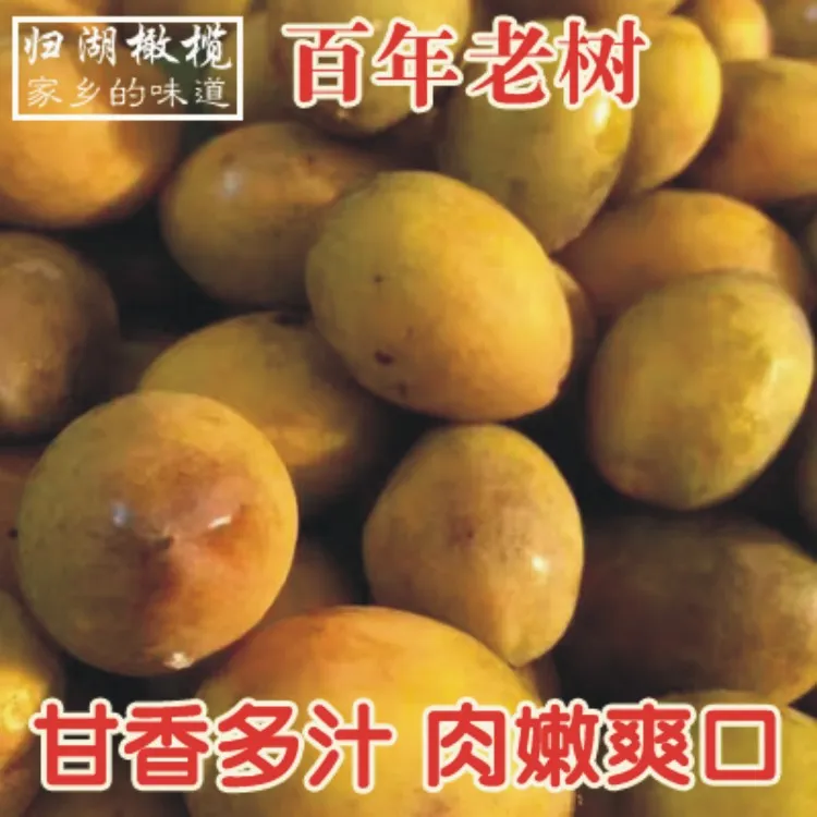 现摘潮汕橄榄新鲜老树枞橄榄黄榄孕妇水果适合生吃回味甘香500g