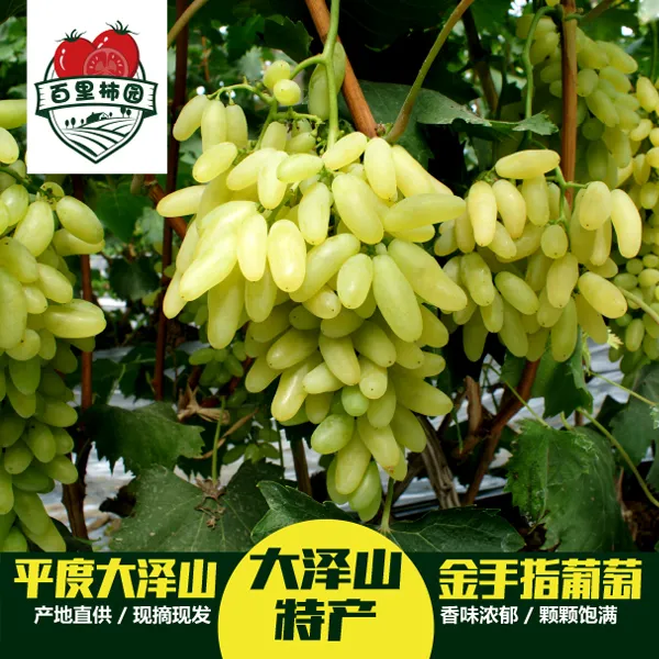 正宗平度大泽山金手指葡萄现摘现发新鲜汁甜回香