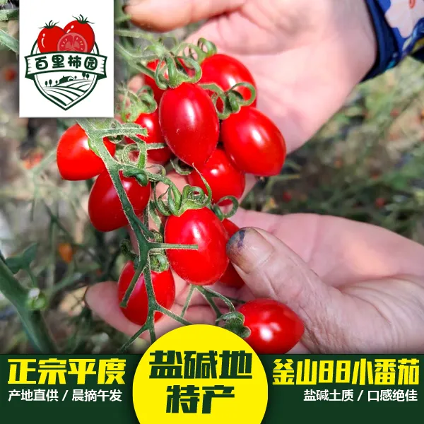 （精选中小果）平度盐碱地正宗釜山88玲珑小番茄西红柿圣女果