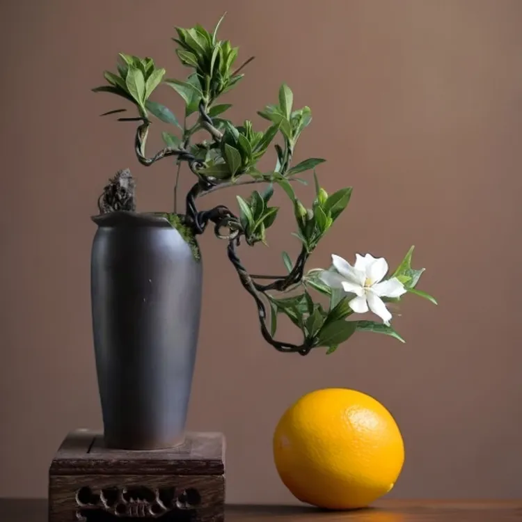 野采栀子树苗栀子花盆栽现挖黄栀子树苗绿植中药栀子果食用观赏