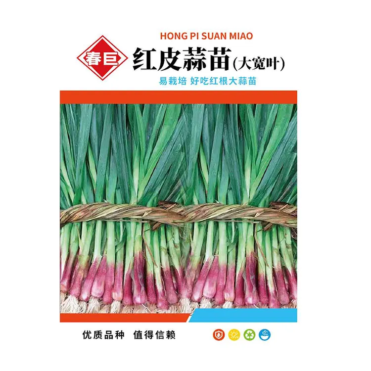 大蒜苗种子红根香蒜硬叶宽蒜 四季三茬连续可种蒜苗种籽厂家直销
