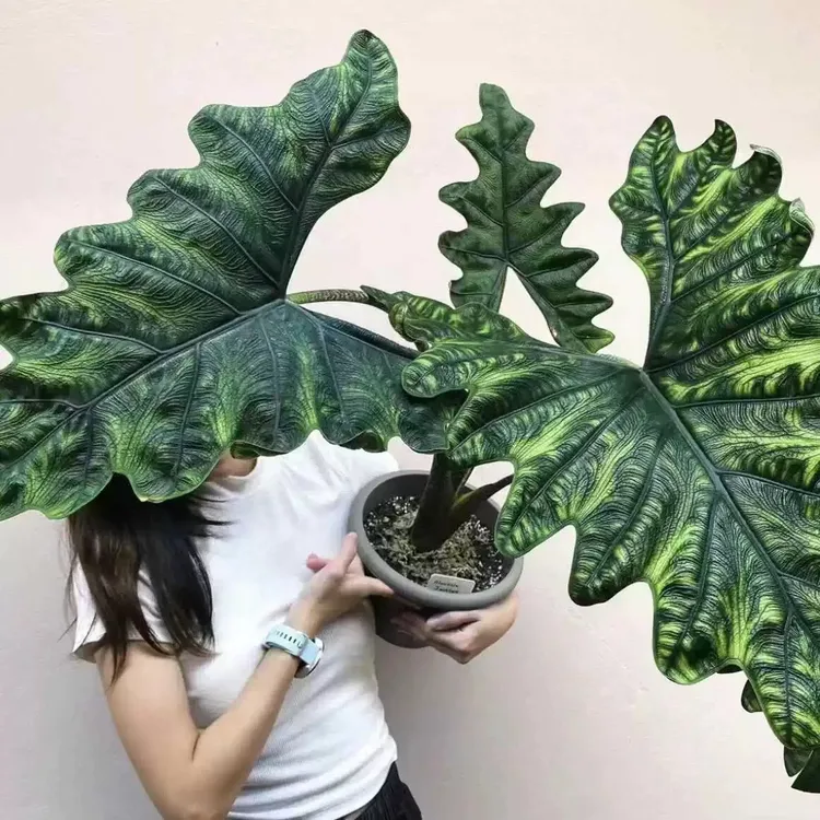 杰克林海芋观叶杰克琳进口网红热植室内外阳台耐热高颜值原种绿植