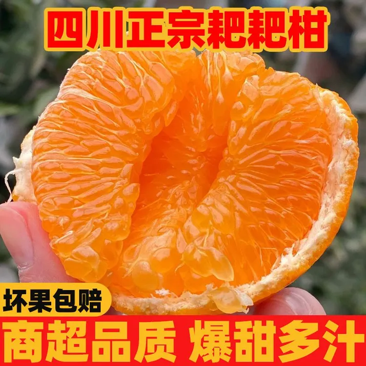 四川正宗当季孕妇水果现摘现发春见耙耙柑丑橘桔子批发柑橘包邮