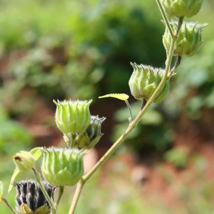 苘麻籽麻果籽新品2斤