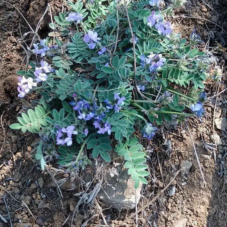 山东沂蒙山萝卜地丁甜地丁米口袋紫花地丁老鼠布袋甜地丁250克