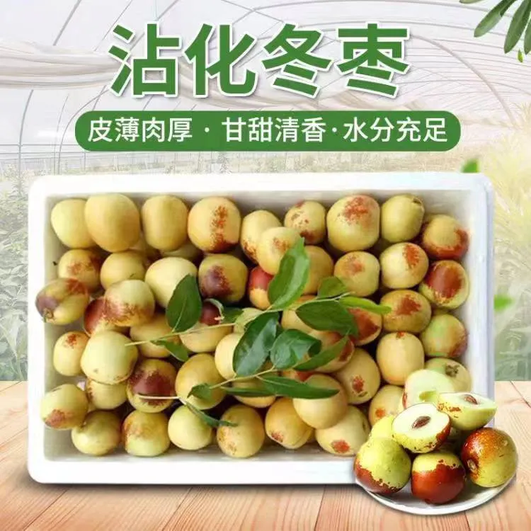 沾化冬枣孕妇水果3-5斤装原产地现摘应季水果脆甜鲜枣大枣现货