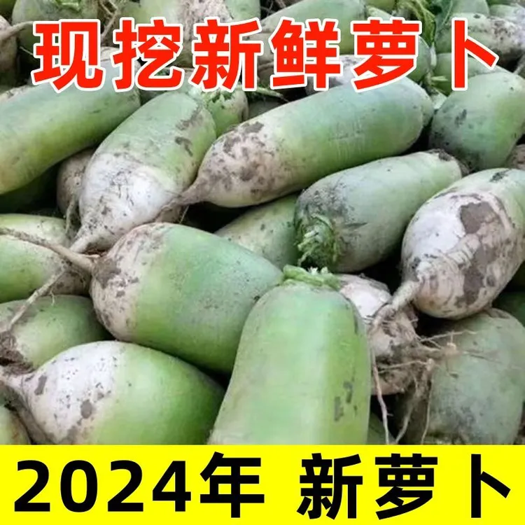 青萝卜新鲜农家菜绿皮白萝卜生吃脆爽辣萝卜当季时令蔬菜青头萝卜
