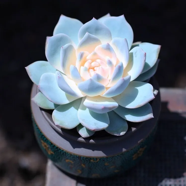 2024新款多肉绿植一盆