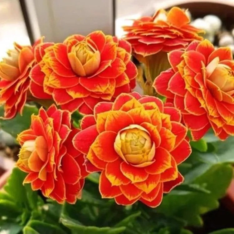 【迷你金狐狸】80#盆小盆长寿花带花苞