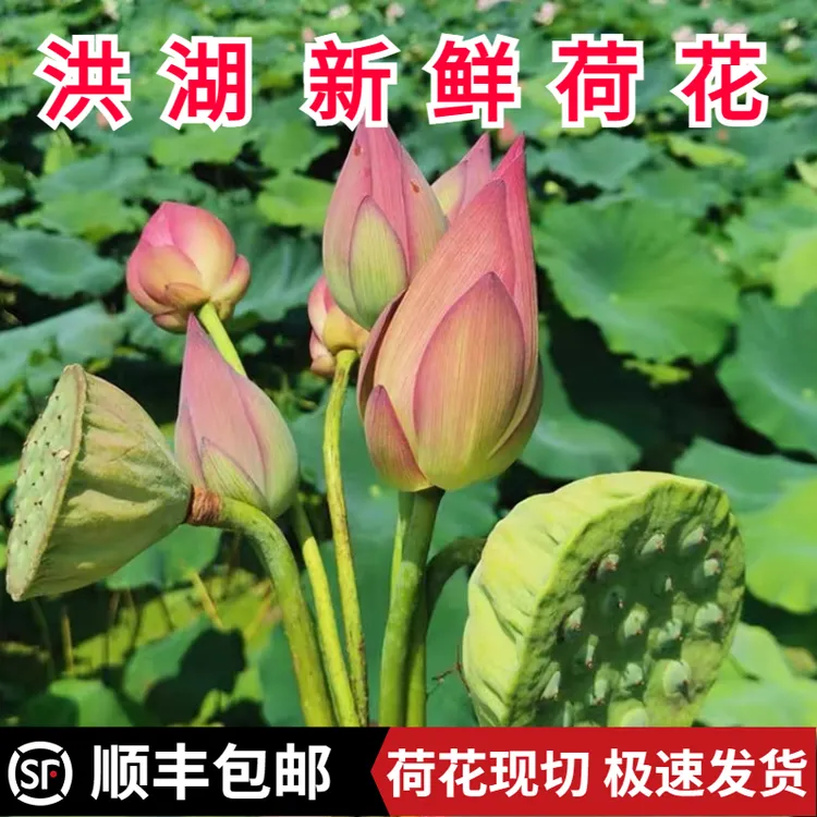  新鲜荷花观赏莲花真鲜花水生花卉花骨朵切花花苞插花  5g