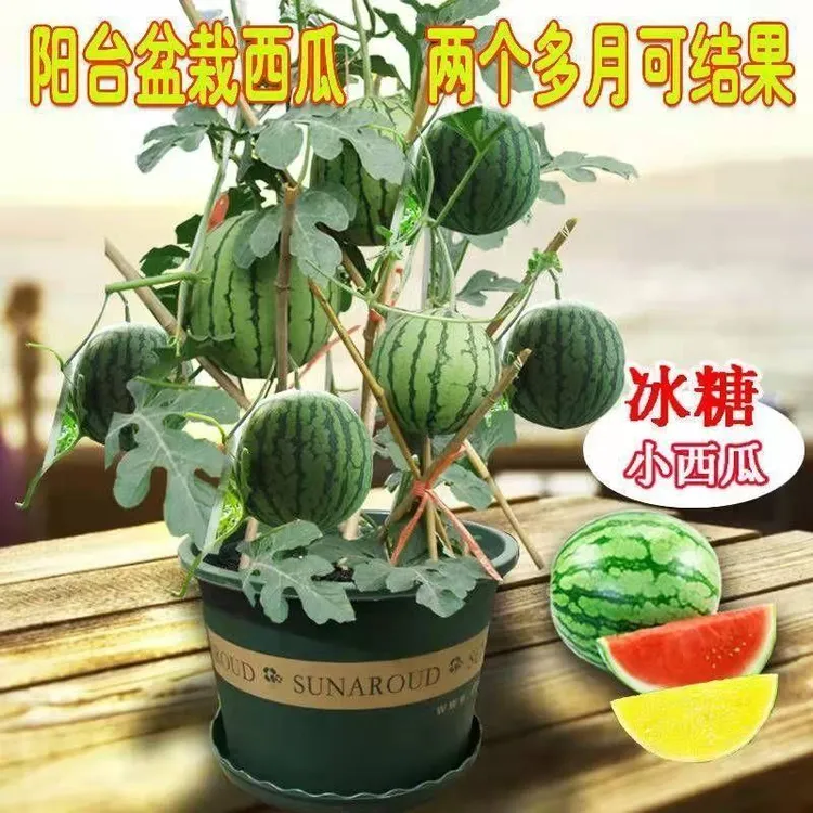 盆栽小西瓜苗高产西瓜苗正宗西瓜秧庭院盆栽地栽水果阳台专用种苗