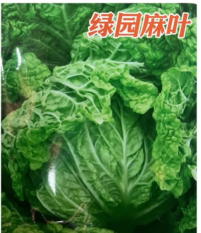 早熟青麻叶大白菜种子火锅菜高产春夏秋四季播阳台农家蔬菜种孑籽