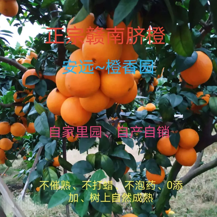 江西正宗自然熟赣南脐橙自家果园现摘现发应季新鲜橙子10斤