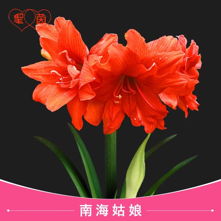 圣茵朱顶红 南海姑娘 花后球自然球