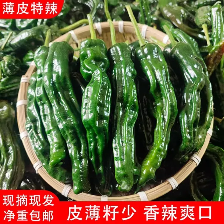 中辣辣椒新鲜蔬菜薄皮青椒香辣中辣小皱皮炒辣子鸡农家本地自种