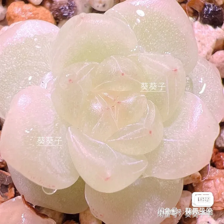 财富密码CF9多肉图一母本图盆口5厘米满38元包邮