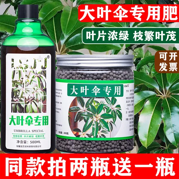 大叶伞专用肥保罗昆石兰遮树肥料伞树营养液昆士兰伞木有机肥辐叶