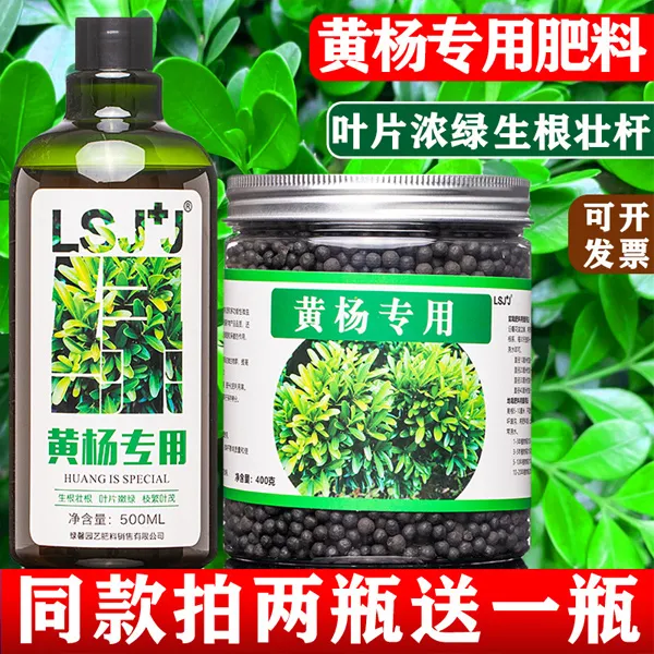 黄杨专用肥料营养液雀舌黄杨瓜子黄杨树苗盆景专用肥料黄杨木花肥