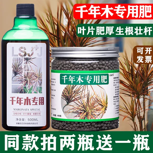 千年木专用肥有机肥营养液复合肥千年木千年木叶尖发黄干枯怎么办