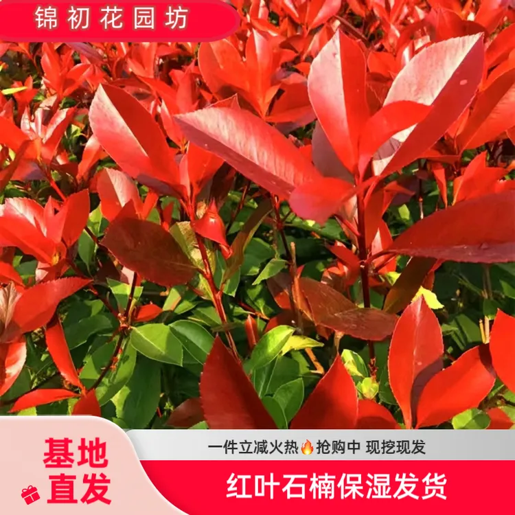 红叶石楠苗，火焰红罗宾红品种，裸根苗，工程绿化现挖保湿发货
