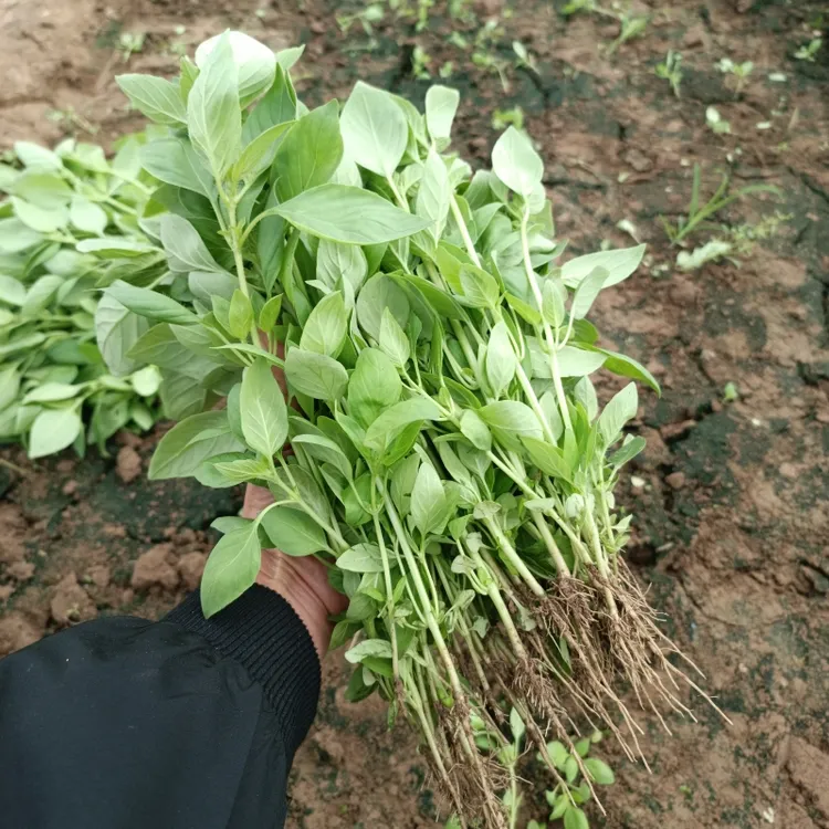 河南大叶荆芥菜新鲜带根现挖现发凉拌调味菜 0.5斤1斤2斤3斤4斤