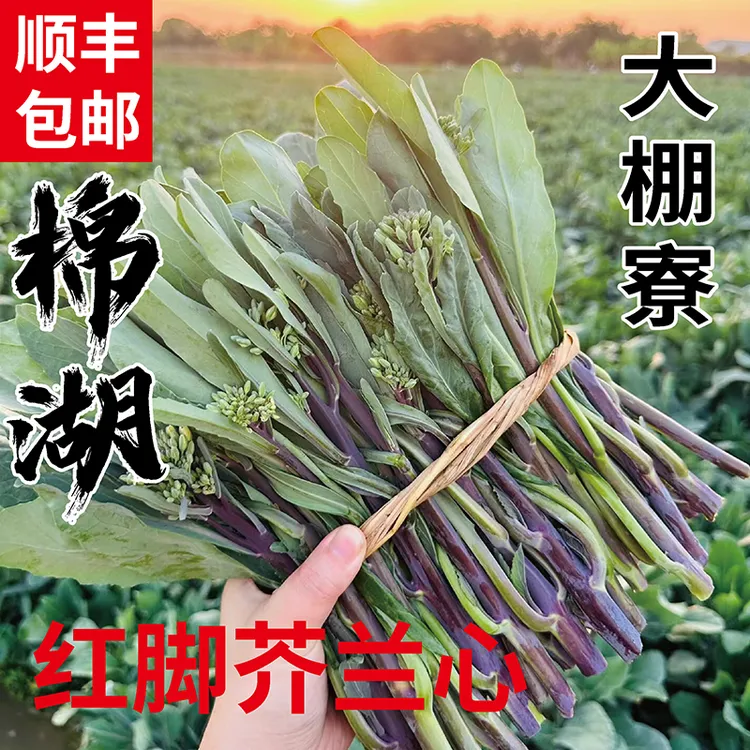 棉湖芥蓝芥兰大棚寮红脚芥蓝芥兰现摘现发潮汕特产