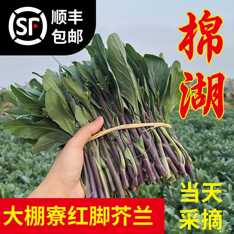 棉湖芥蓝芥兰大棚寮红脚芥蓝芥兰潮汕特产蔬菜青菜特色健康