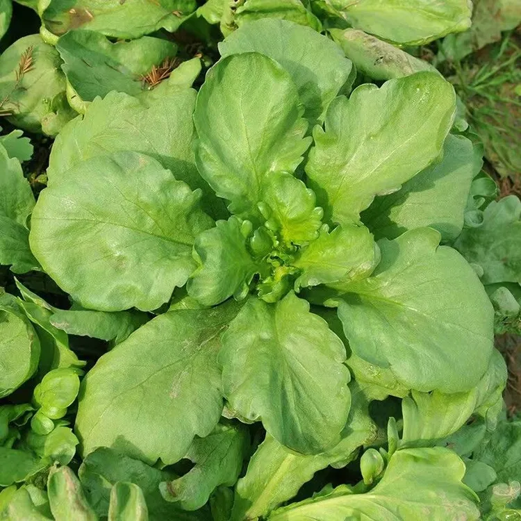 大叶茼蒿种子板叶茼蒿四季种植皇帝菜耐寒春菊菜秋冬蔬菜种子大
