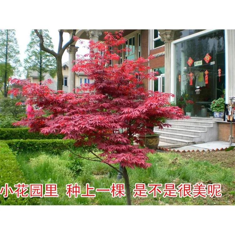 枝舞红枫树苗日本红舞姬盆景庭院阳台盆栽耐寒植物中国红枫树苗