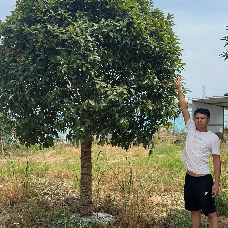 大型原生桂花树苗金桂丹桂庭院别墅地栽浓香植物耐寒四季桂绿化苗