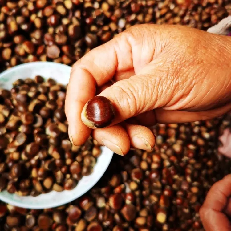 2025陕西新鲜野生小板栗栗子油栗袖珍生板栗网红休闲零食毛栗即食