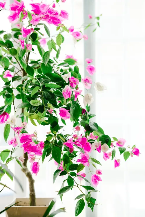 ［三角梅精品］三角梅一物一拍四季绿植盆栽勤花开花植物老桩