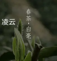 2025年春茶广西凌云白毫茶高山云雾白毫王散装绿茶250克装