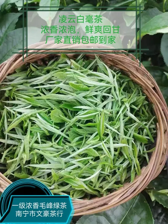 2025年明前春茶高山绿茶广西凌云白毫散装毛峰鲜爽绿茶